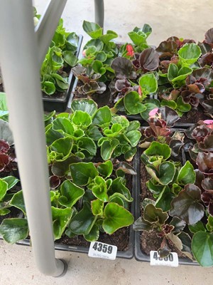 Lot 4359 - 2 small trays of Begonia