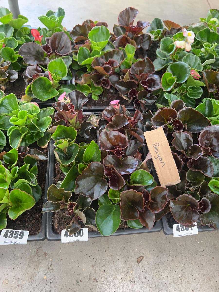 Lot 4360 - 2 small trays of Begonia