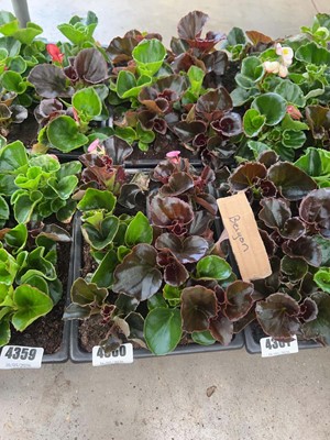 Lot 4360 - 2 small trays of Begonia