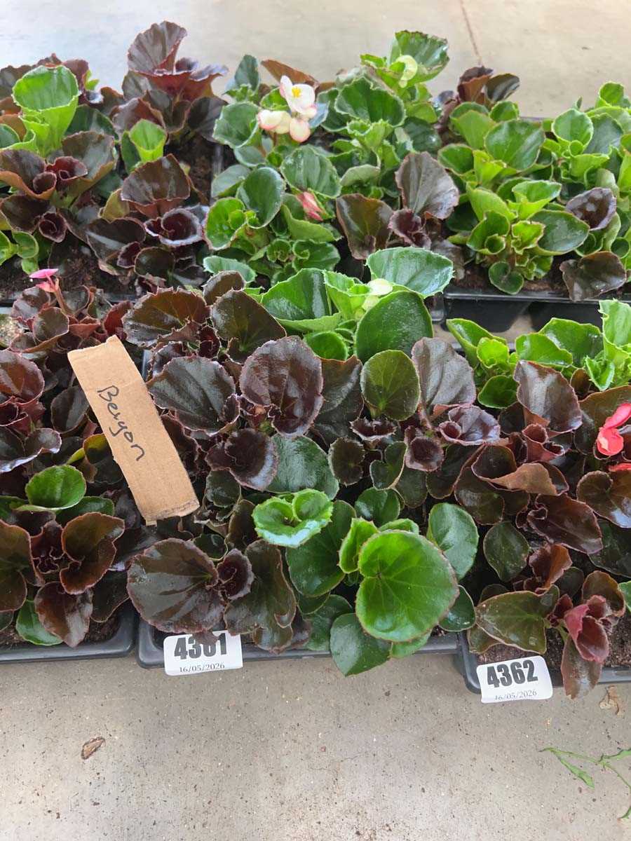 Lot 4361 - 2 small trays of Begonia