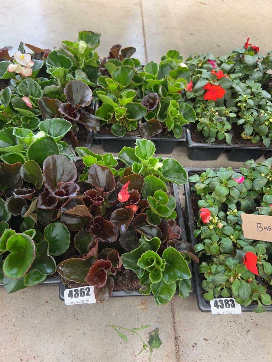 Lot 4362 - 2 small trays of Begonia