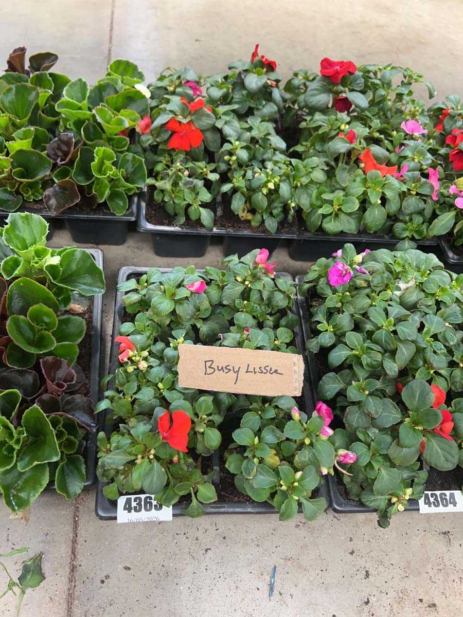 Lot 4363 - 2 small trays of Impatiens Bizzy Lizzies