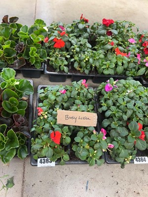 Lot 4363 - 2 small trays of Impatiens Bizzy Lizzies