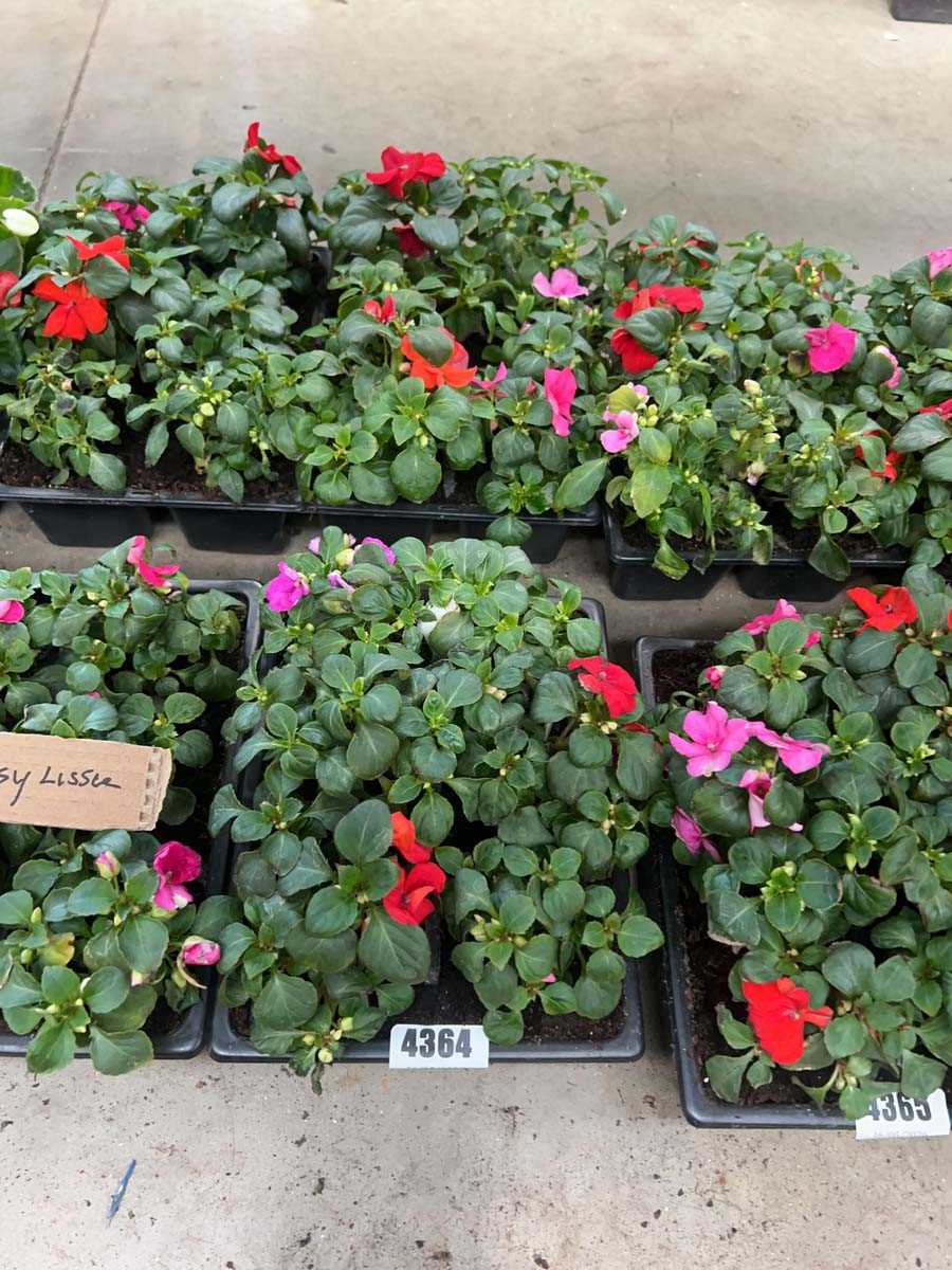 Lot 4364 - 2 small trays of Impatiens Bizzy Lizzies