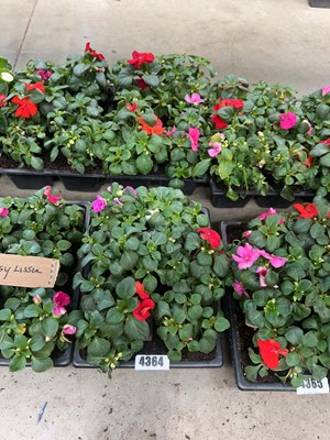Lot 4364 - 2 small trays of Impatiens Bizzy Lizzies