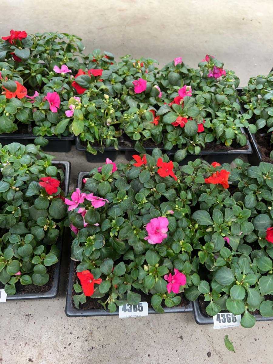 Lot 4365 - 2 small trays of Impatiens Bizzy Lizzies