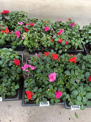 Lot 4365 - 2 small trays of Impatiens Bizzy Lizzies
