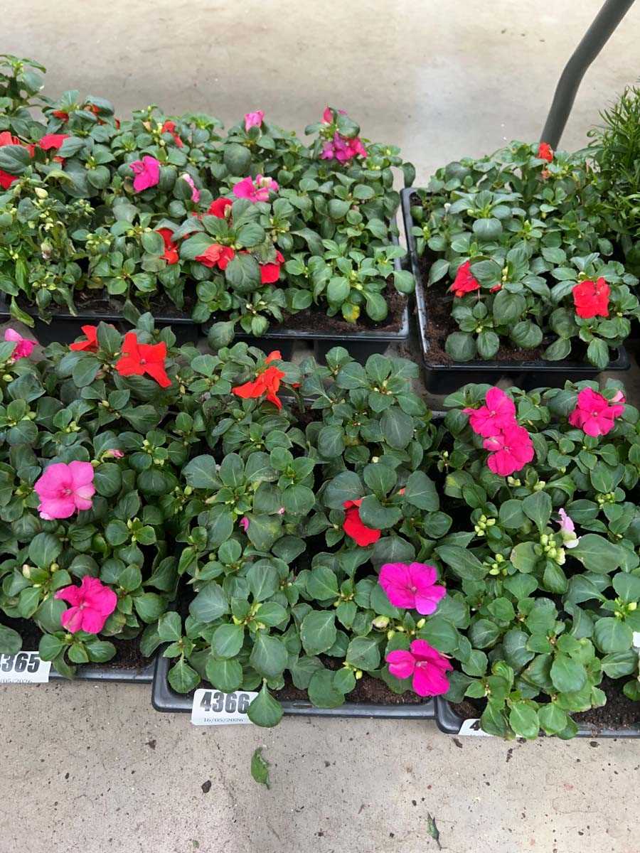 Lot 4366 - 2 small trays of Impatiens Bizzy Lizzies