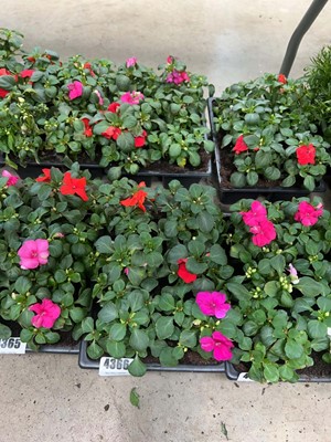 Lot 4366 - 2 small trays of Impatiens Bizzy Lizzies