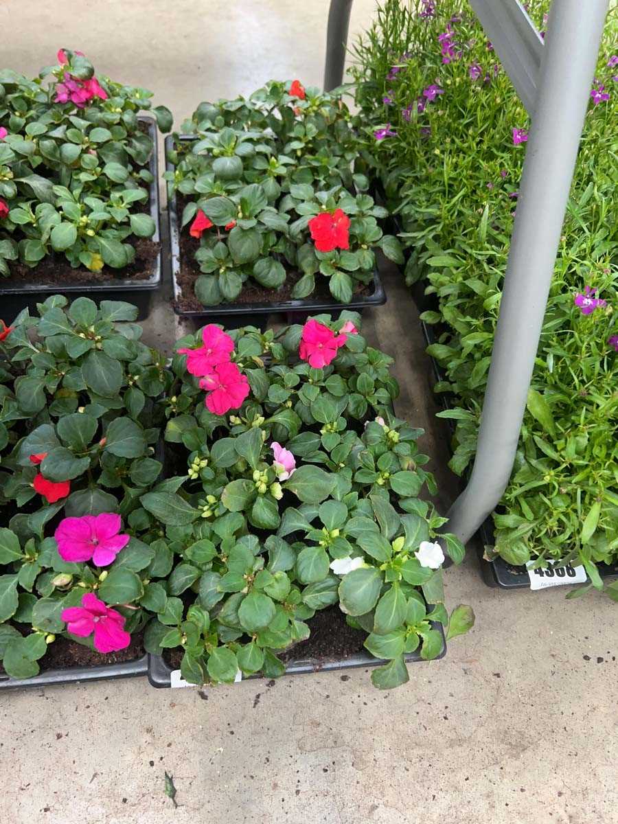 Lot 4367 - 2 small trays of Impatiens Bizzy Lizzies