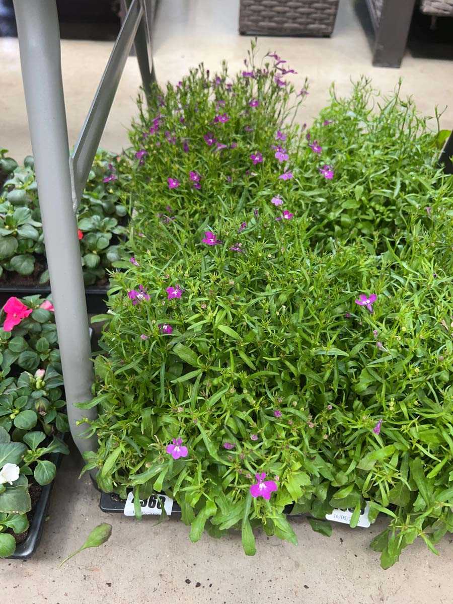 Lot 4368 - 2 small trays of Lobelia