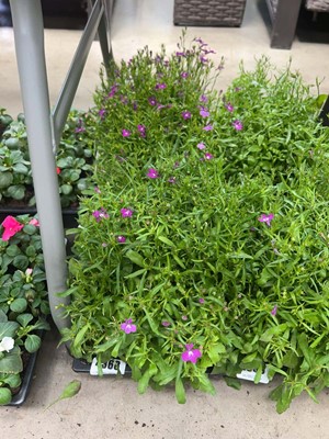 Lot 4368 - 2 small trays of Lobelia