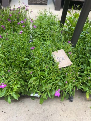Lot 4369 - 2 small trays of Lobelia