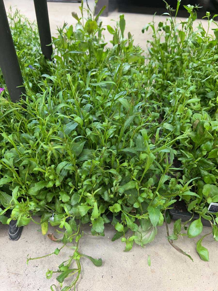 Lot 4370 - 2 small trays of Trailing Lobelia