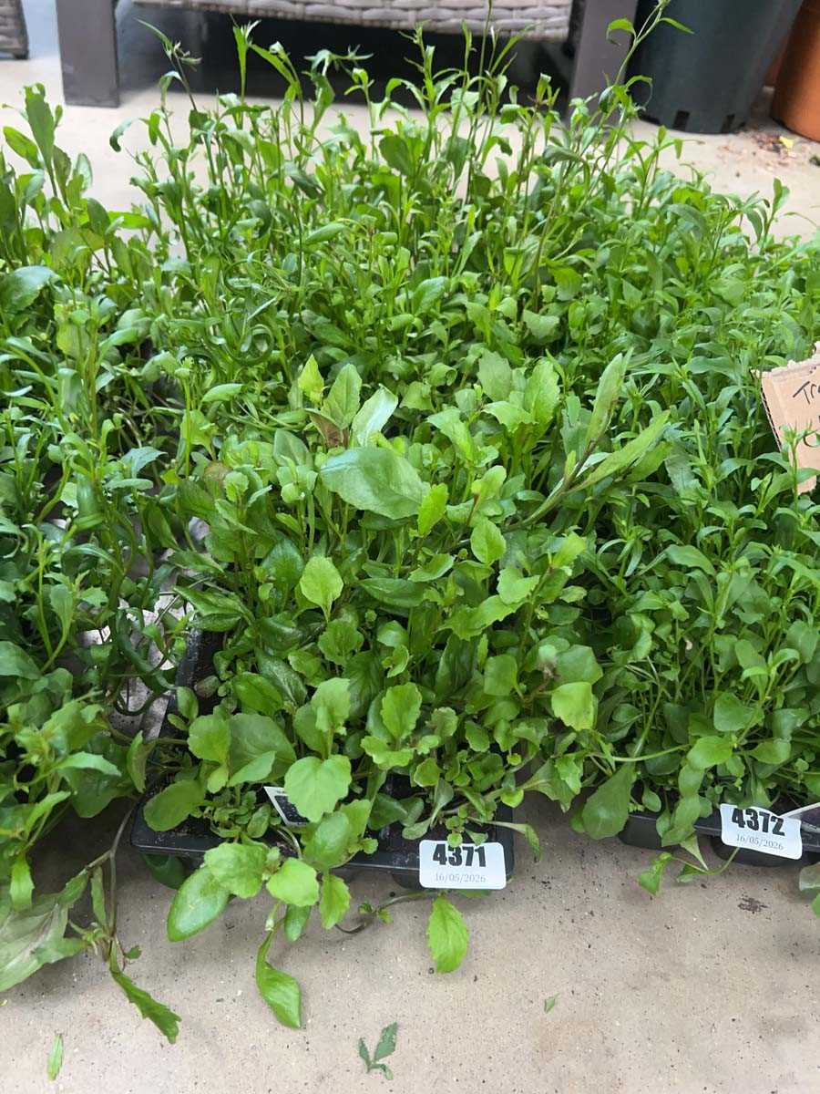 Lot 4371 - 2 small trays of Trailing Lobelia