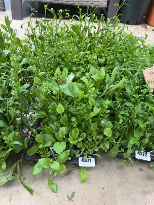 Lot 4371 - 2 small trays of Trailing Lobelia