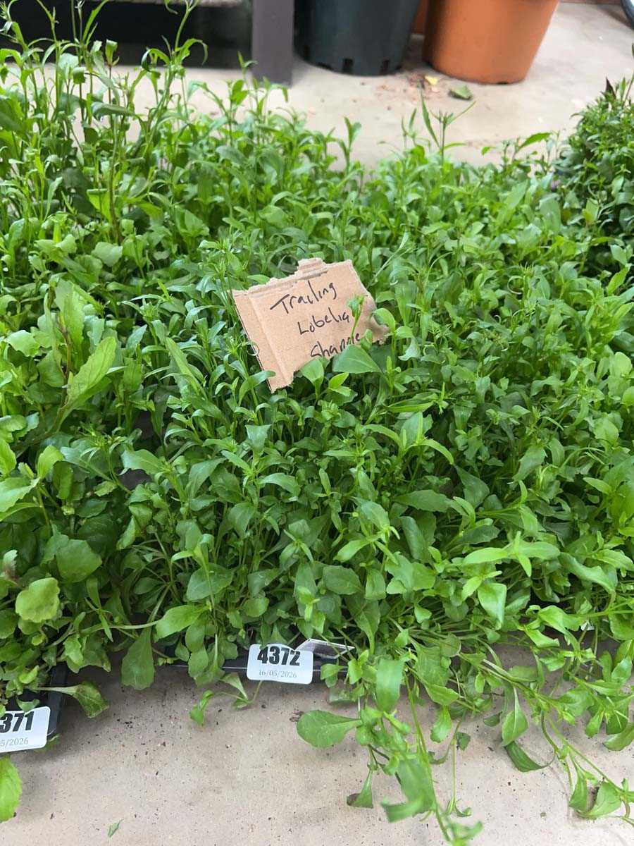 Lot 4372 - 2 small trays of Trailing Lobelia