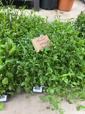 Lot 4372 - 2 small trays of Trailing Lobelia