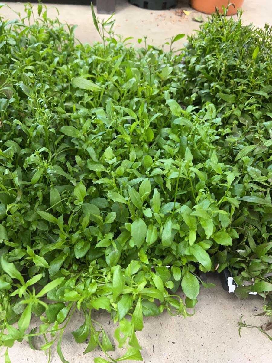Lot 4373 - 2 small trays of Trailing Lobelia