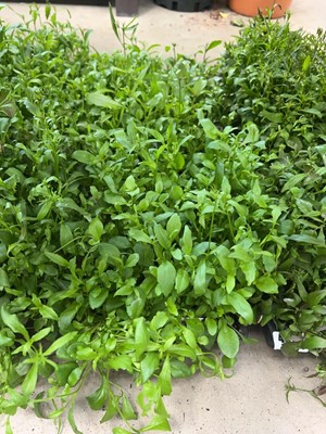 Lot 4373 - 2 small trays of Trailing Lobelia