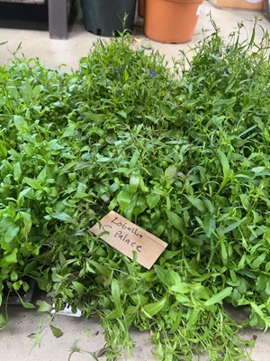 Lot 4374 - 2 small trays of Crystal Palace Lobelia