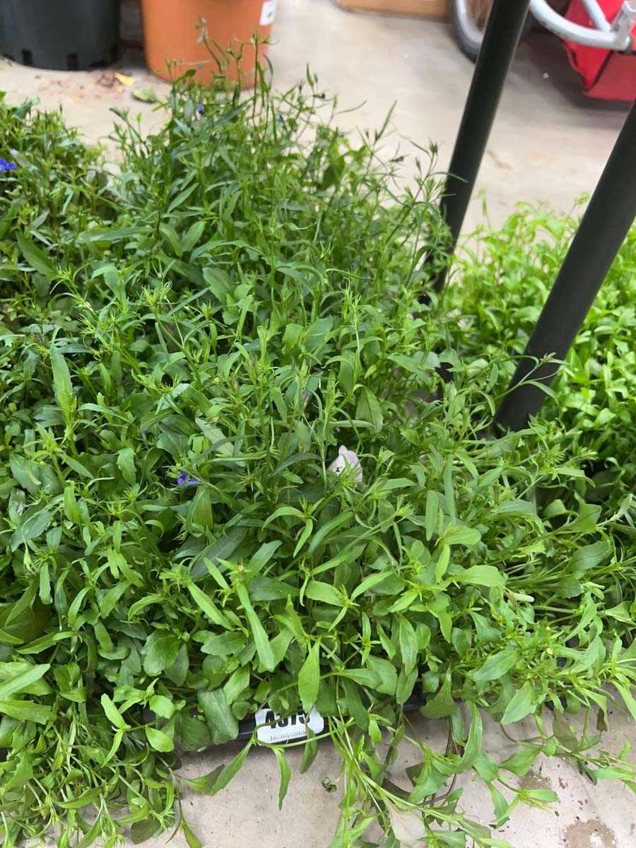 Lot 4375 - 2 small trays of Crystal Palace Lobelia