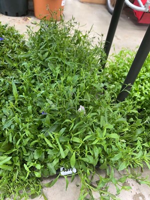 Lot 4375 - 2 small trays of Crystal Palace Lobelia
