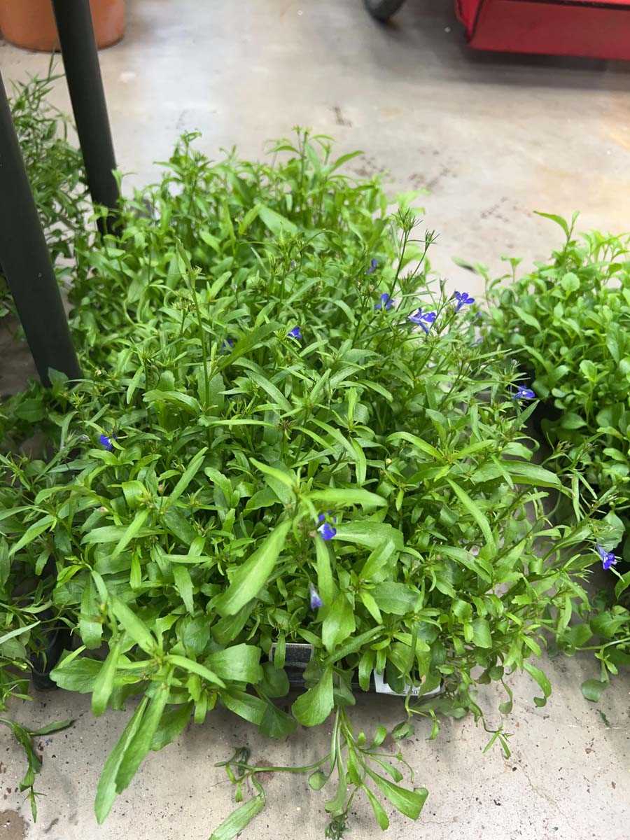 Lot 4376 - 2 small trays of Lobelia