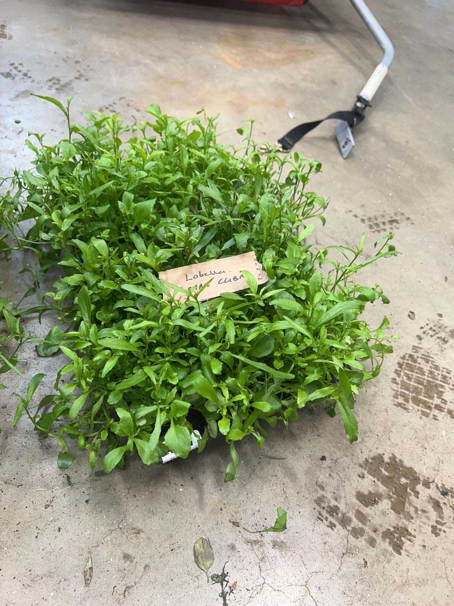 Lot 4377 - 2 small trays of Lobelia