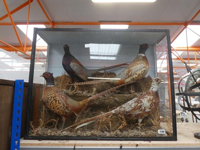 Lot Large cased 4 bird taxidermy