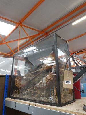 Lot Large cased 4 bird taxidermy