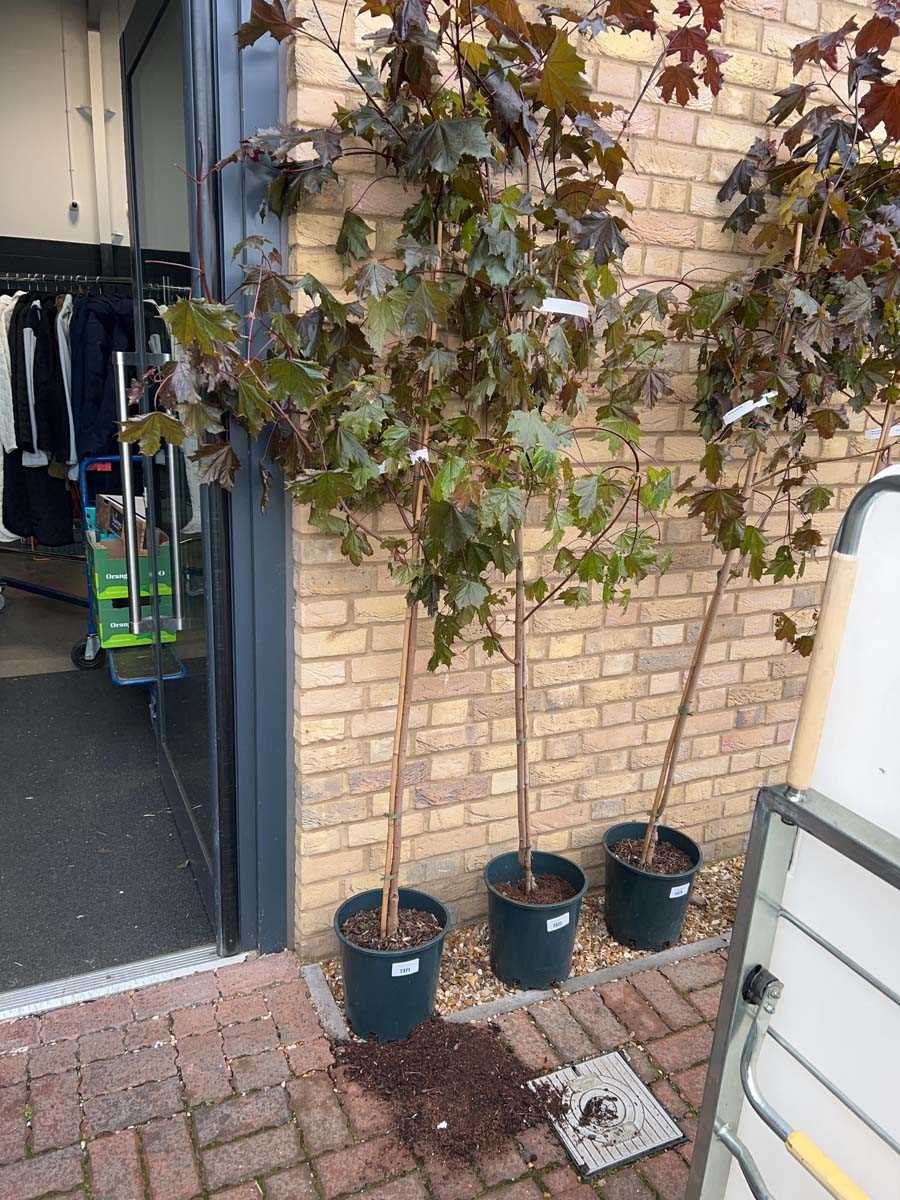 Lot 2321 - Approx. 7' 12L Crimson King acer