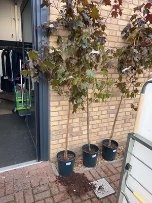 Lot Approx. 7' 12L Crimson King acer