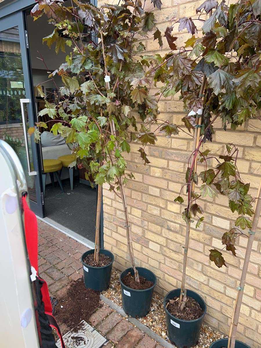 Lot 2322 - Approx. 7' 12L Crimson King acer