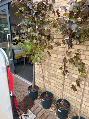 Lot Approx. 7' 12L Crimson King acer