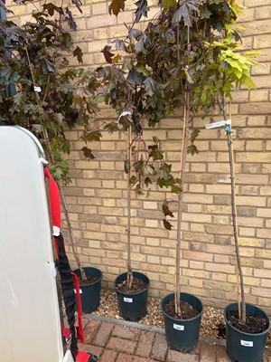 Lot Approx. 7' 12L Crimson King acer