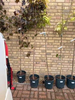 Lot Approx. 7' 12L Crimson King acer