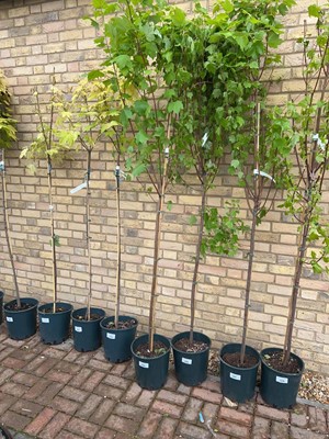 Lot Potted approx. 7' 12L Brandy Wine acer