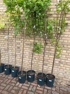 Lot Potted approx. 7' 12L Brandy Wine acer