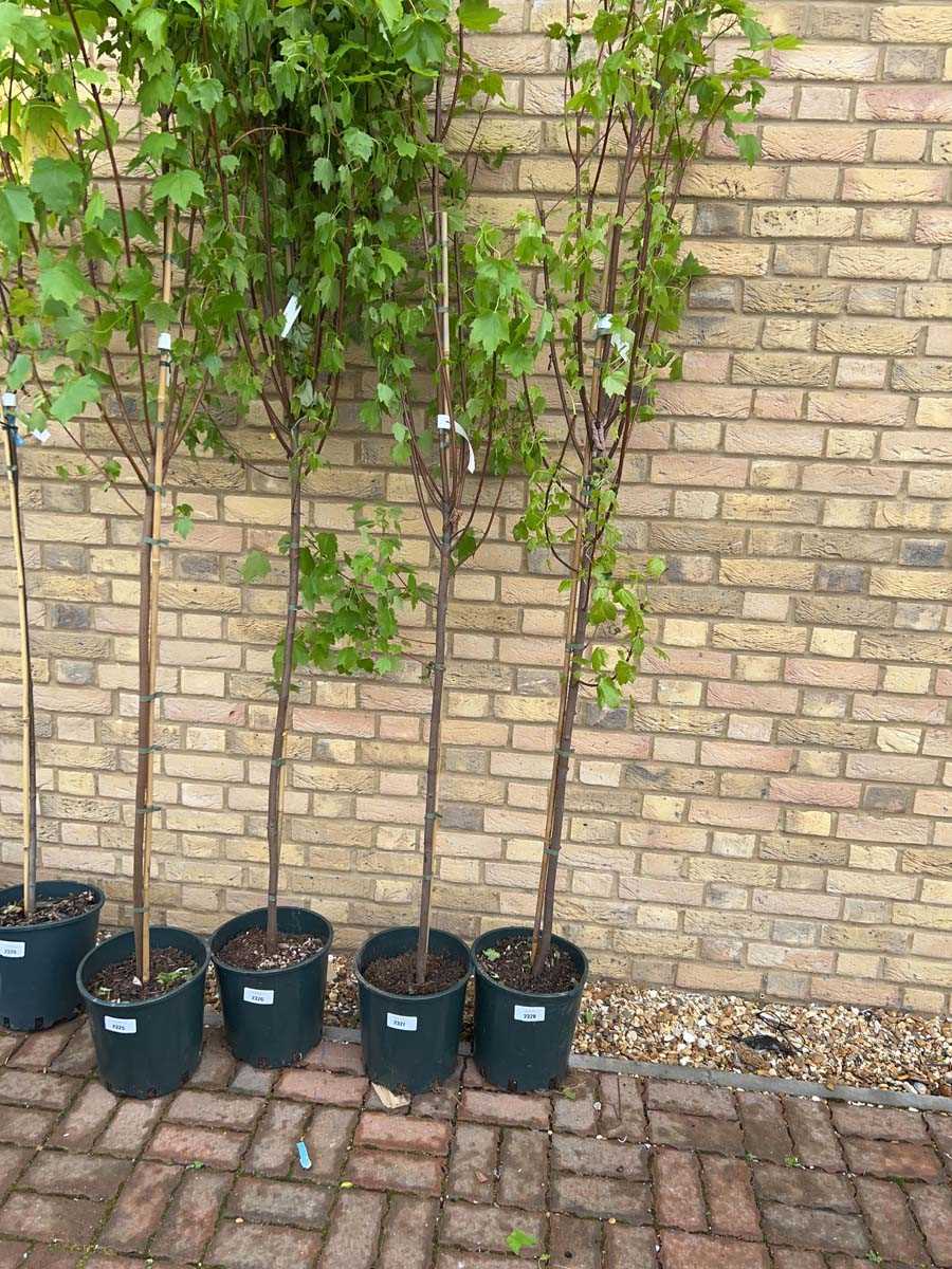 Lot 2327 - Potted approx. 7' 12L Brandy Wine acer