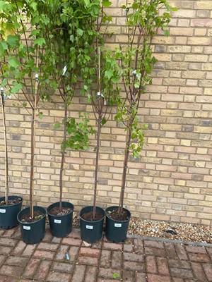 Lot Potted approx. 7' 12L Brandy Wine acer