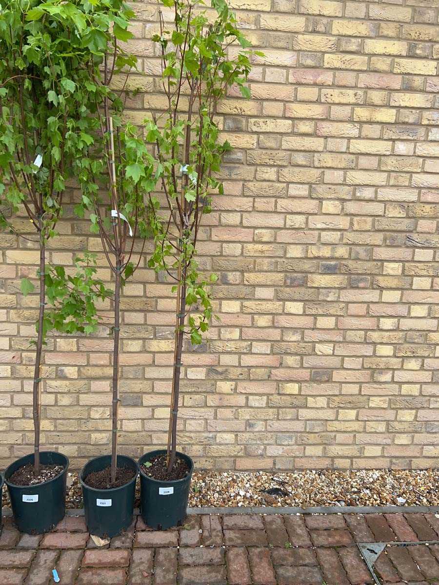 Lot 2328 - Potted approx. 7' 12L Brandy Wine acer