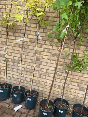 Lot Approx. 7' 12L Brilliantissimum acer