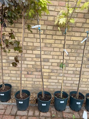 Lot Approx. 7' 12L Brilliantissimum acer