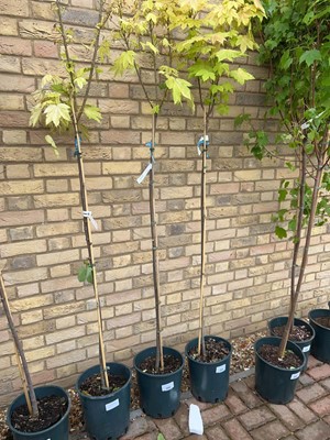 Lot Approx. 7' 12L Brilliantissimum acer