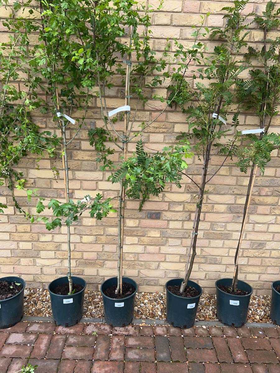 Lot 2332 - Potted approx. 7' 12L Crataegus Med Plena
