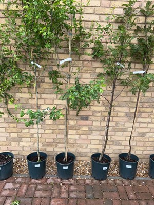 Lot Potted approx. 7' 12L Crataegus Med Plena