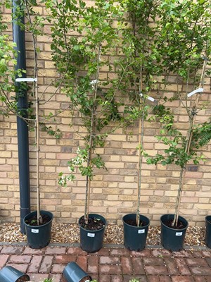 Lot Potted approx. 7' 12L Crataegus Med Plena