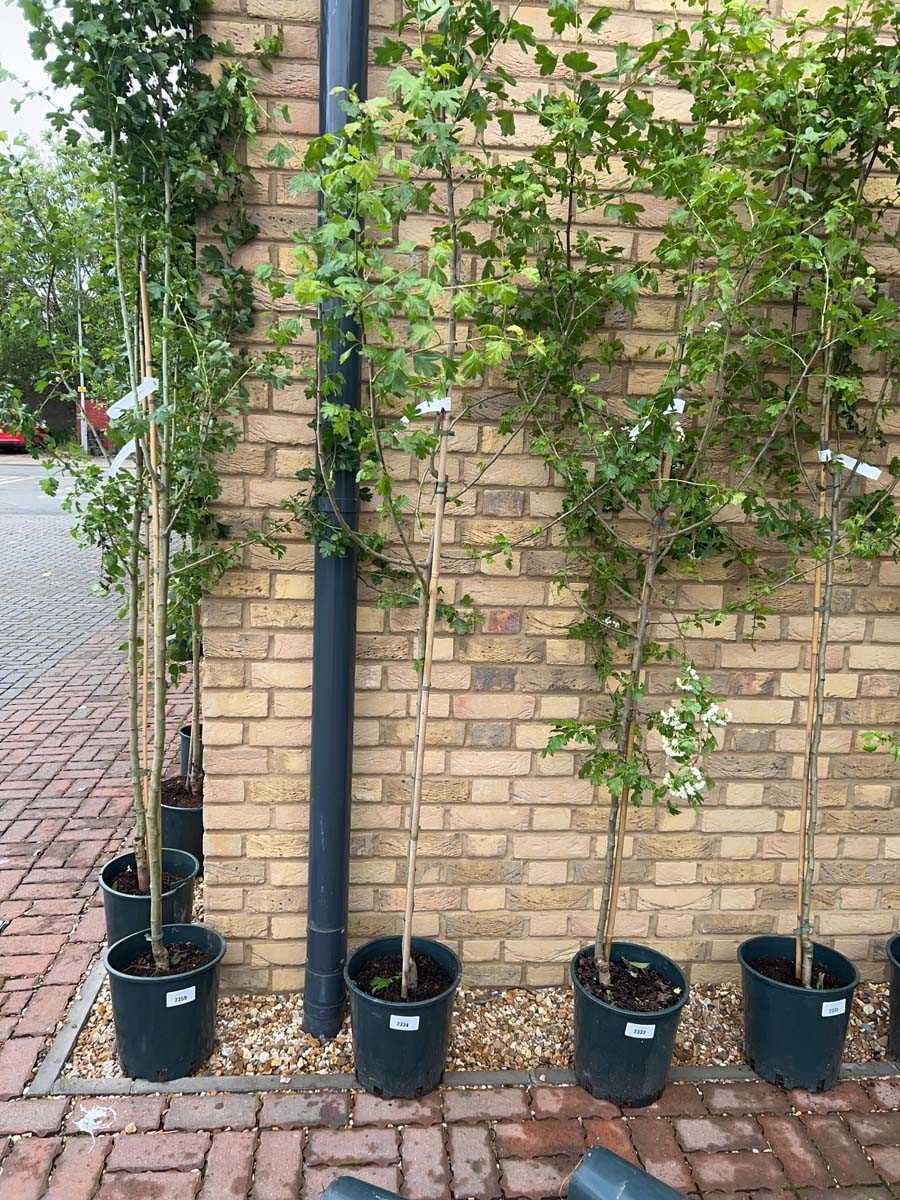 Lot 2334 - Potted approx. 7' 12L Crataegus Med Plena