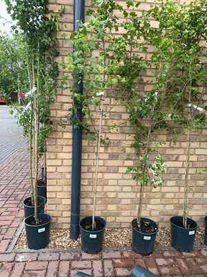 Lot Potted approx. 7' 12L Crataegus Med Plena